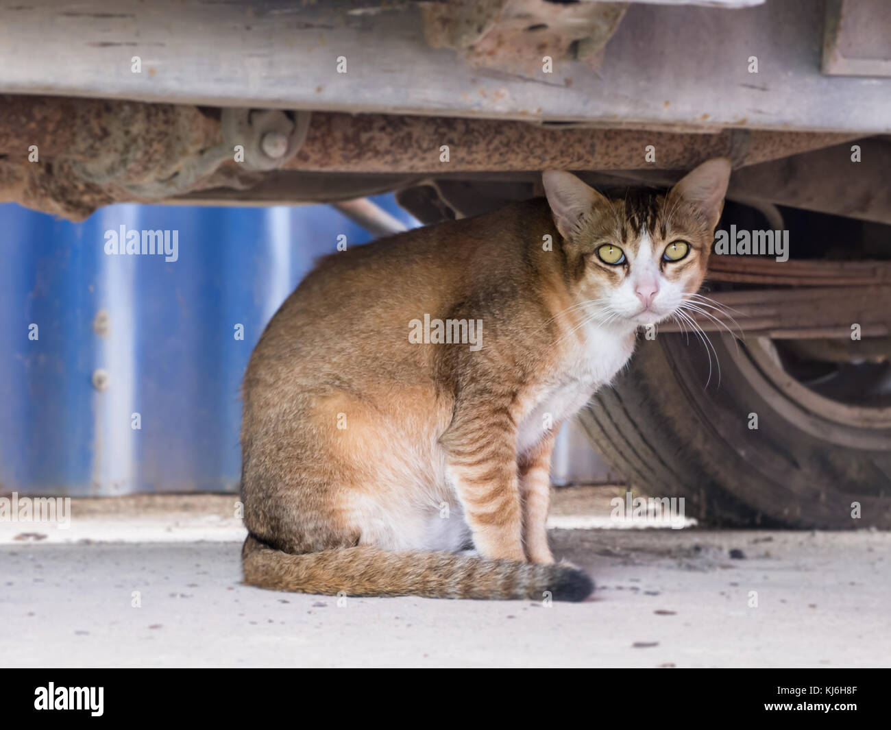 stray cat sit under the car Stock Photo Alamy