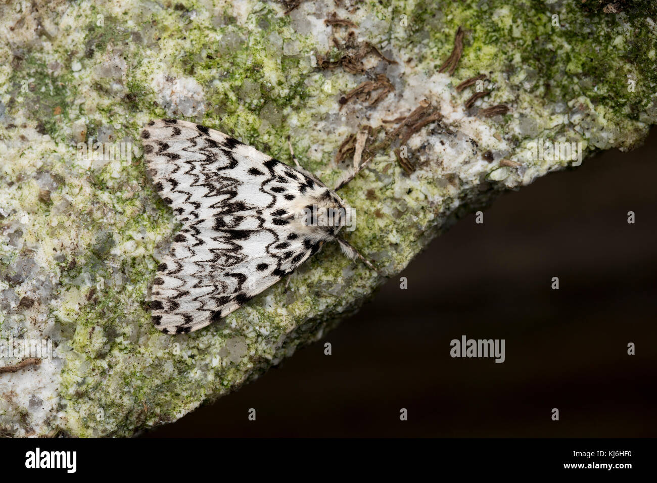 Black Arches Moth; Lymantria monacha Single on Rock Cornwall; UK Stock Photo