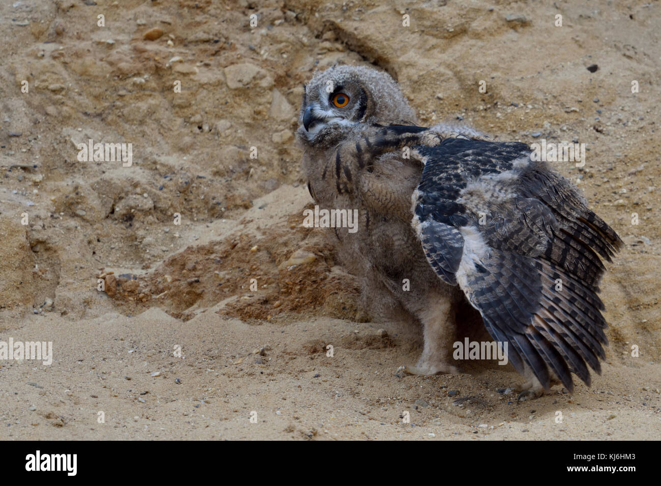 Eurasian Eagle Owl / Europaeischer Uhu ( Bubo bubo ), young chick in sand pit, moulting, stretching its wing, wildlife, Europe. Stock Photo