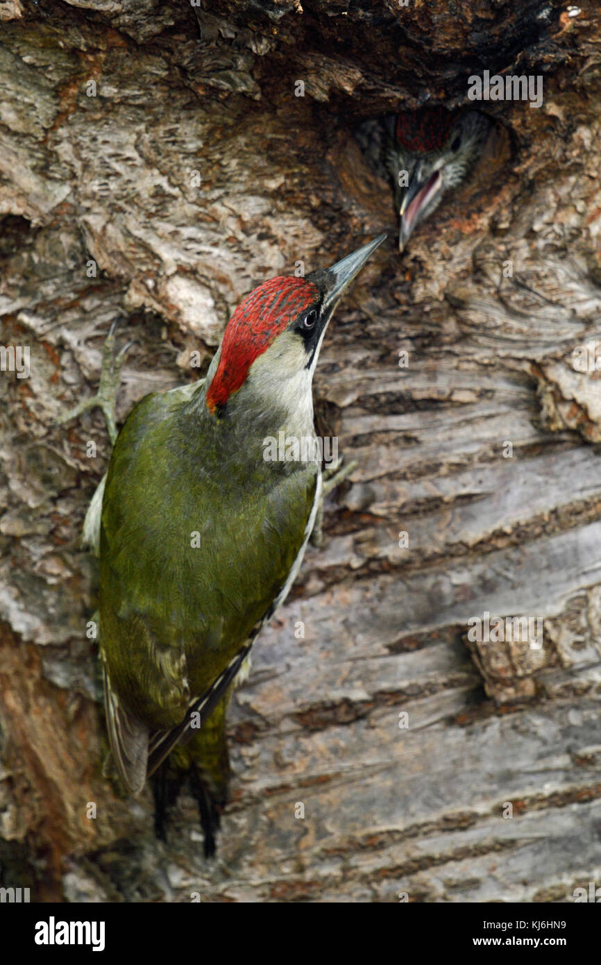 Juvenile green woodpecker uk hi-res stock photography and images - Alamy