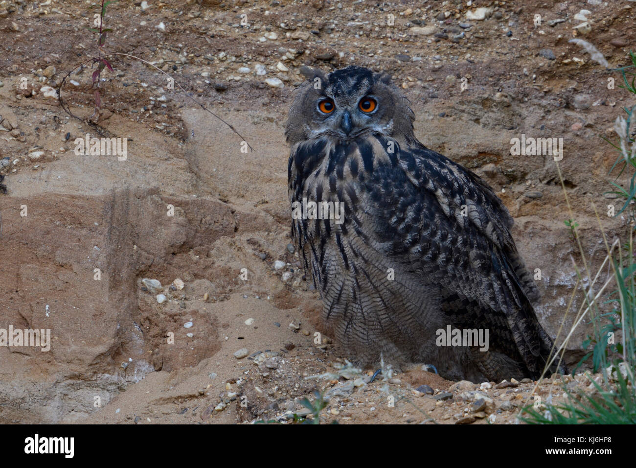 Eurasian Eagle Owl / Europaeischer Uhu ( Bubo bubo ), young bird, perched in the slope of a gravel pit, watching, wildlife, Europe. Stock Photo