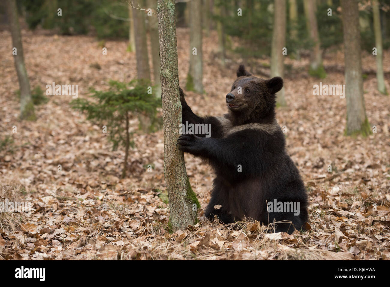 European Brown Bear / Braunbaer ( Ursus arctos ), playful adolescent, sitting on its back in dry leaves, holding a tree, looks cute and funny, Europe. Stock Photo