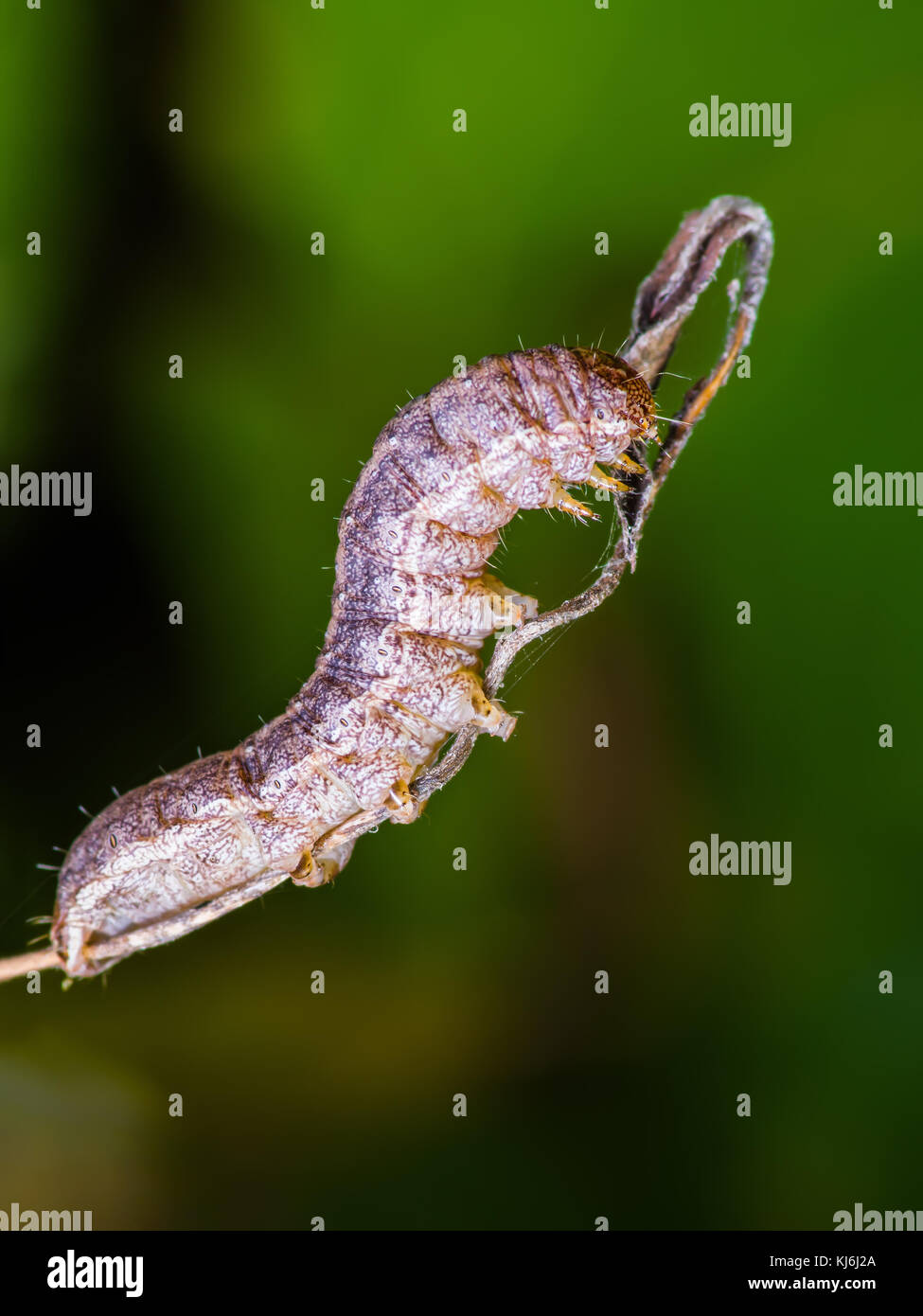 Exotic Caterpillar Insect on Twig Macro Stock Photo