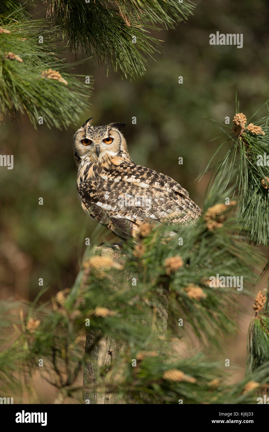 Eagle Owl Bubo bubo; Captive UK Stock Photo