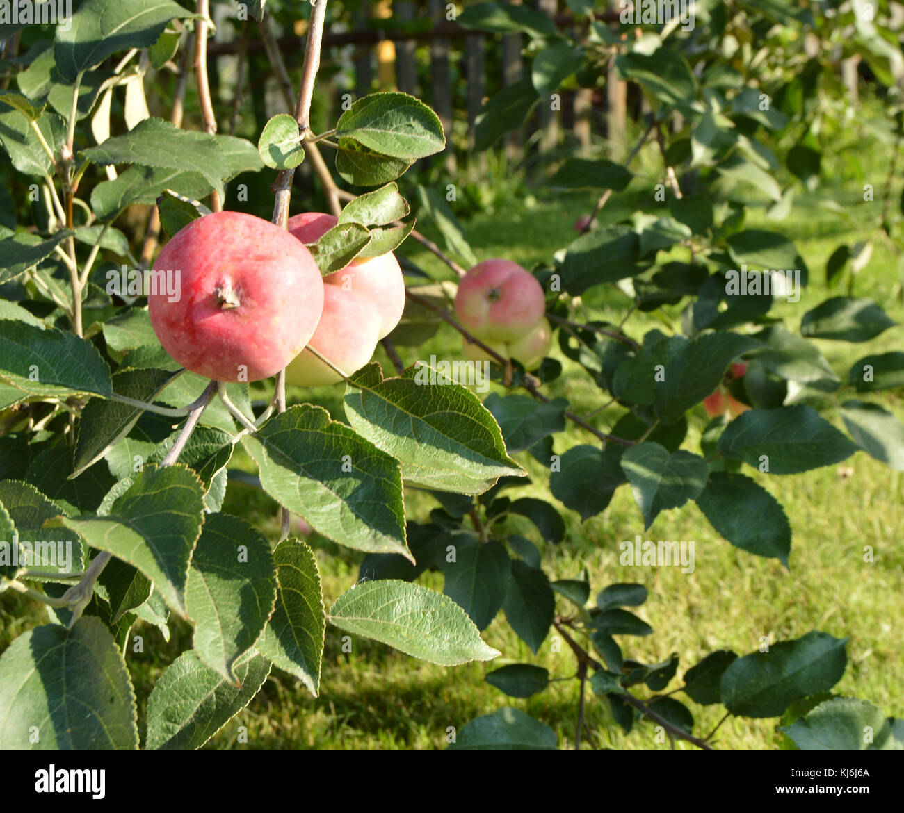 Red ripe apples hang on the tree Stock Photo - Alamy