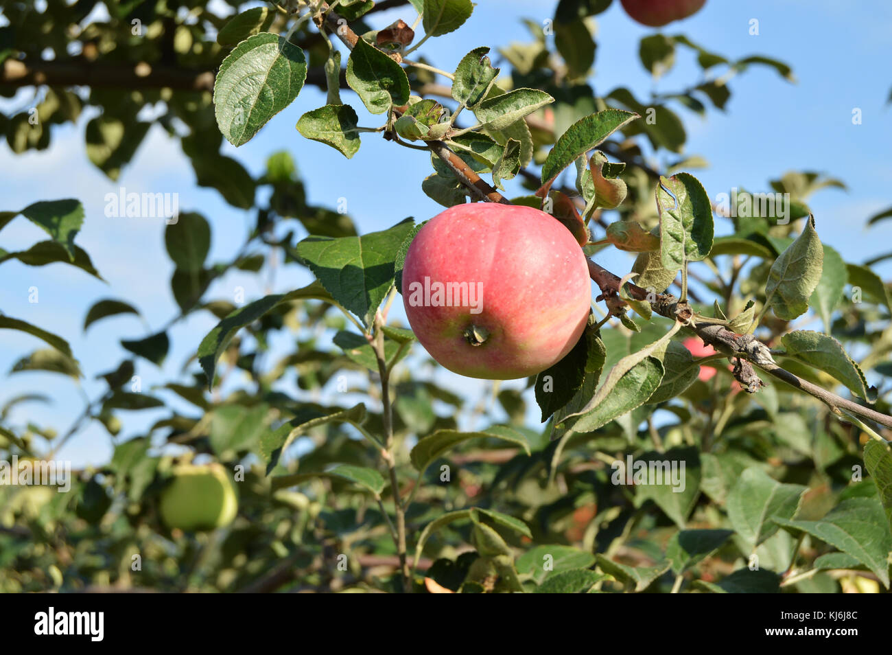 Red ripe apples hang on the tree Stock Photo - Alamy