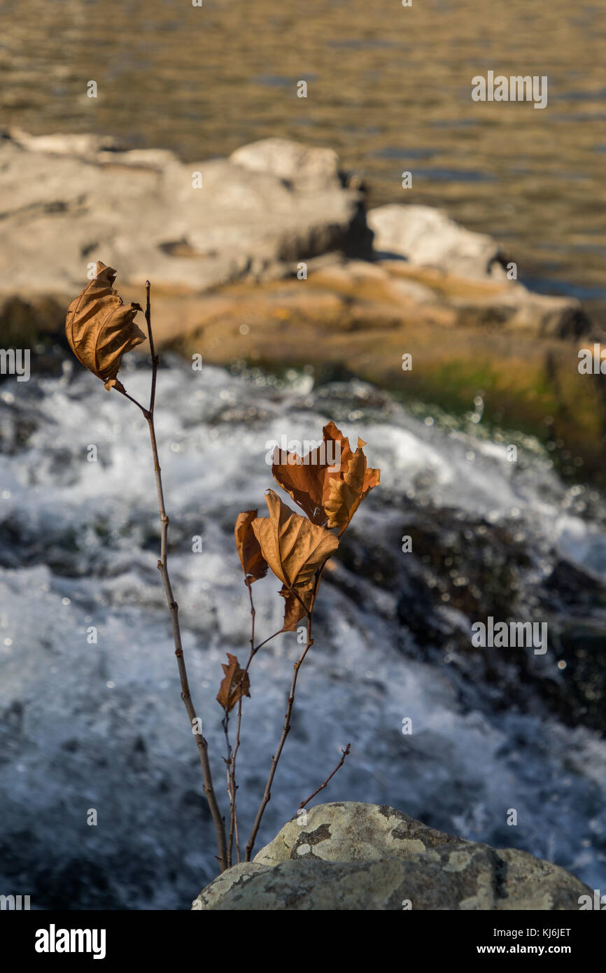 Dead leaves in front of cascading water Stock Photo