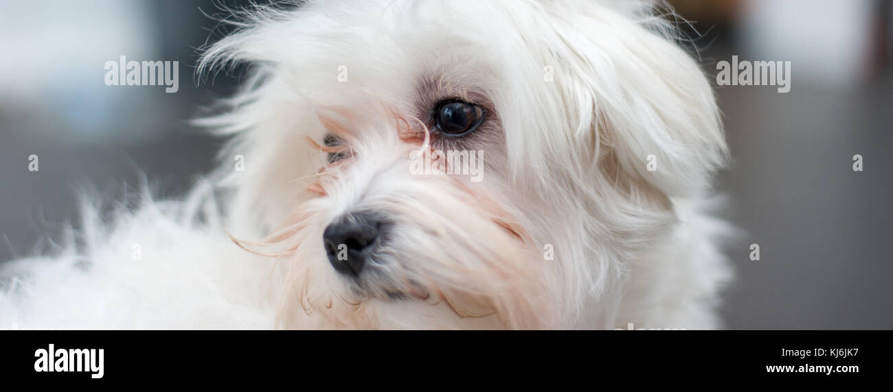 Puppy Bishon Portrait Stock Photo