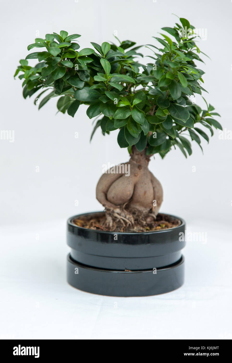 Bonzai tree in a pot with white background Stock Photo - Alamy