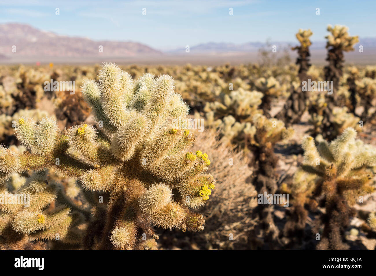 Landscape of the Joshua Tree National Park in California, Western USA: Cactus<br><br> Stock Photo
