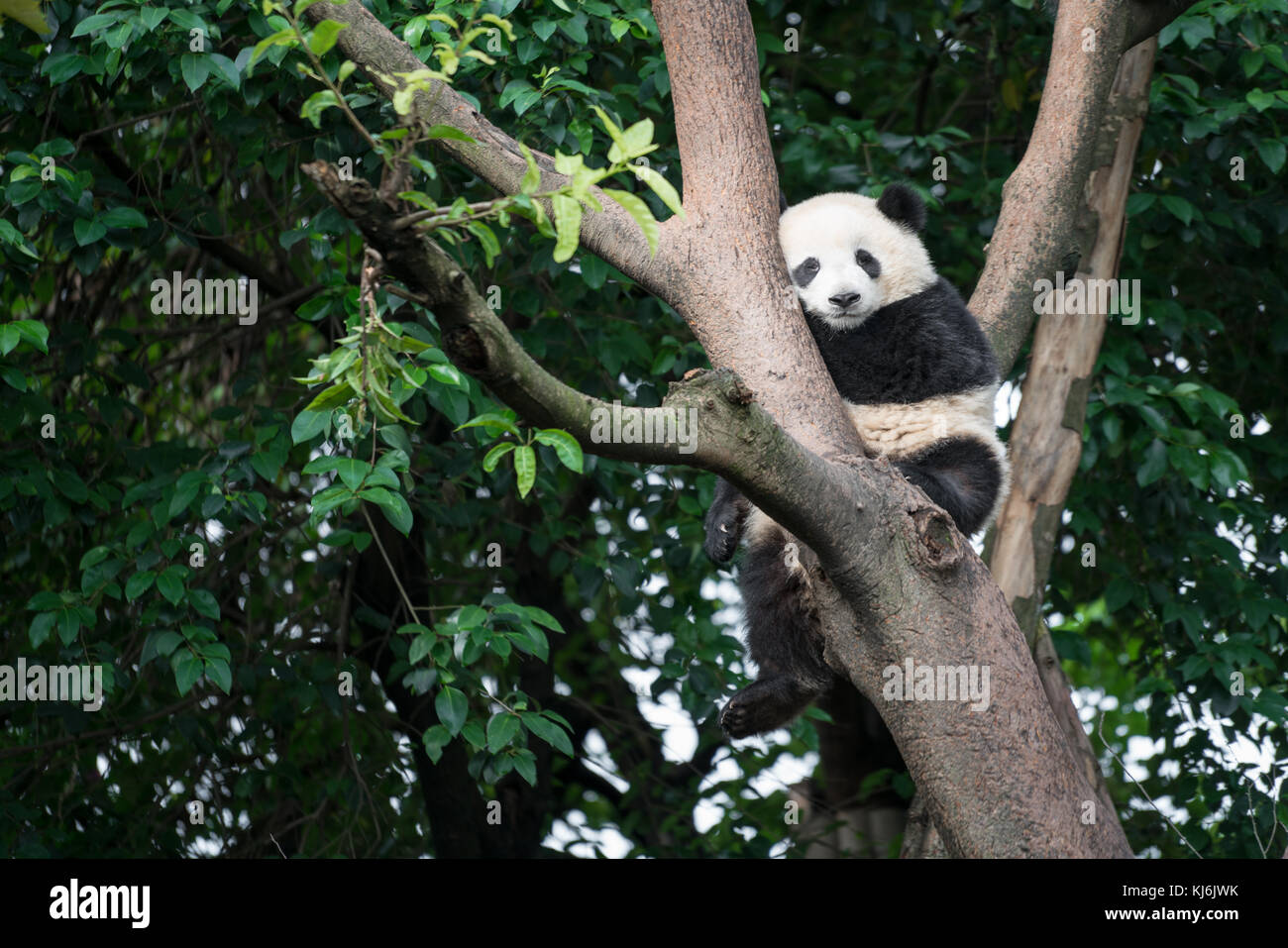 Panda sleeping on a tree in Chengdu Research Base of Giant Panda Breeding, Sichuan Province, China Stock Photo