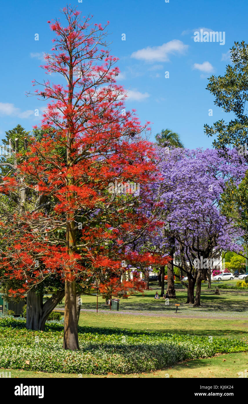 Jacaranda tree and Illawarra flame tree in full bloom in Hyde Park, Perth Western Australia. Stock Photo