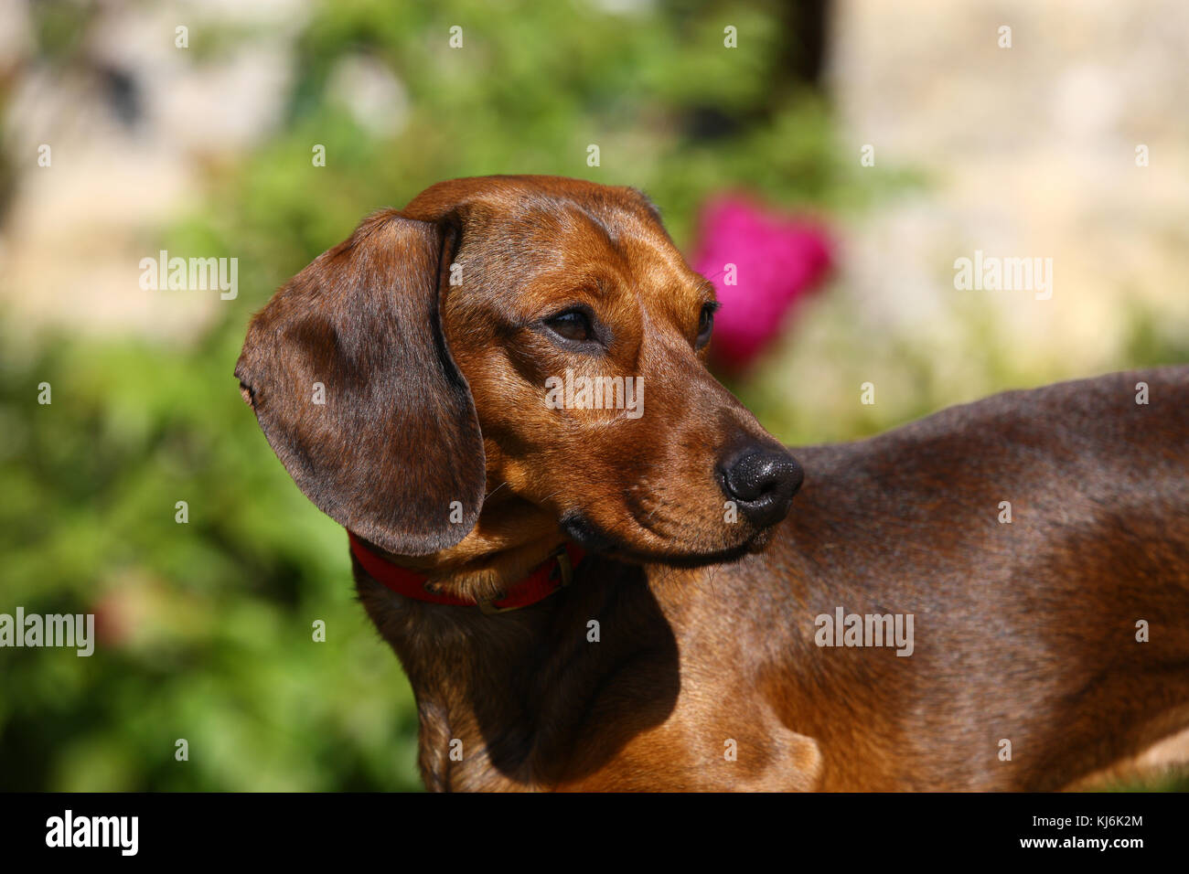 Dachshund Smooth Haired Miniature Smooth Haired Miniature