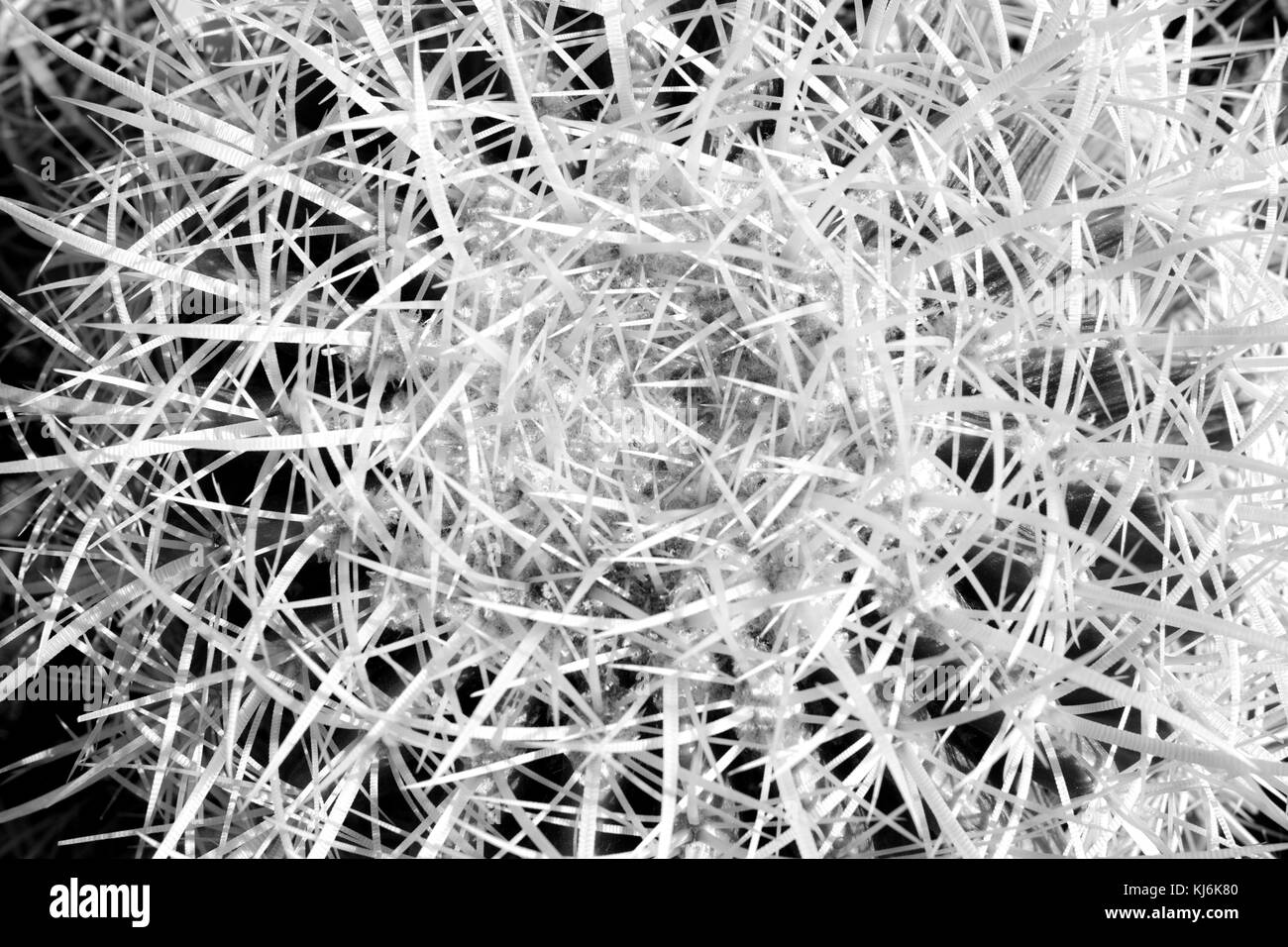 Abstract view of cactus center with needles in black and white/ Closeup cactus needles background Stock Photo