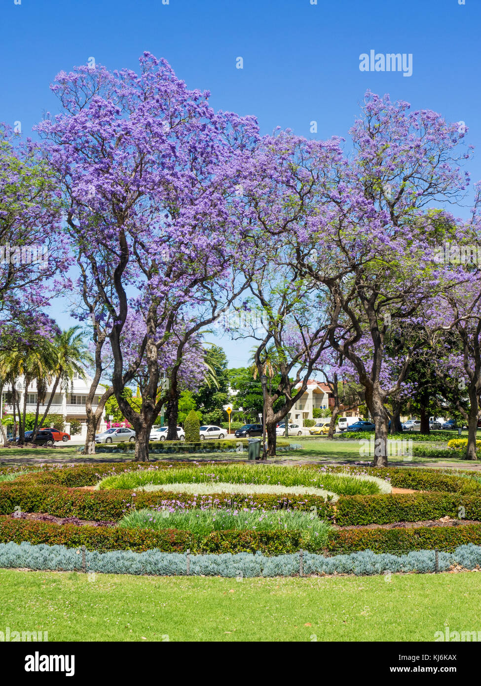 Jacaranda trees in full bloom in Hyde Park, Perth Western Australia