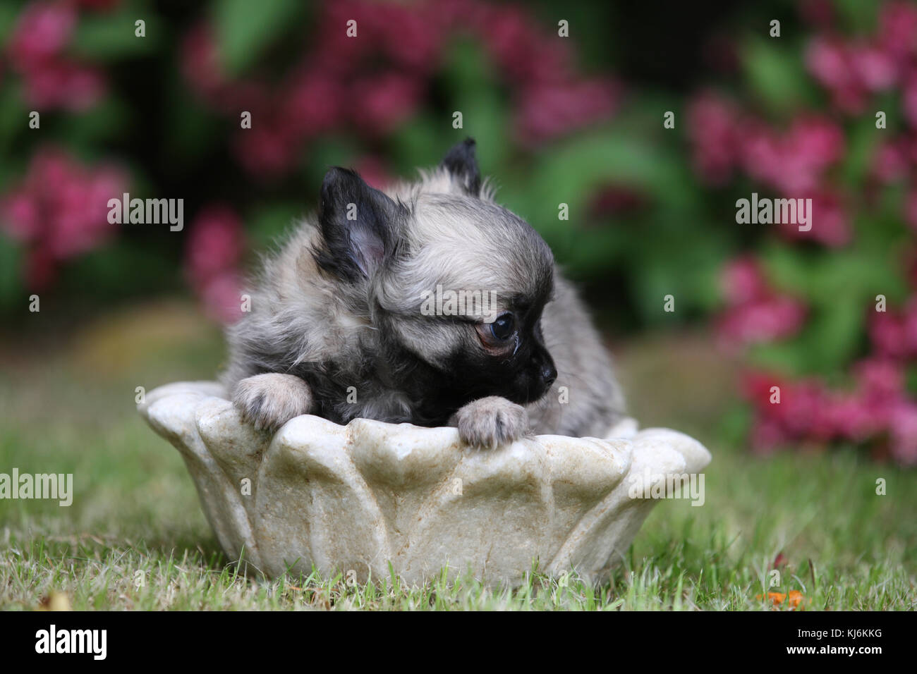 Long Haired Chihuahua Puppy Stock Photo 166104276 Alamy