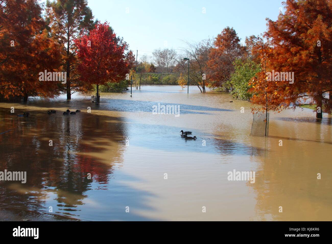 Some of the autumn scenes in the  parks . Stock Photo