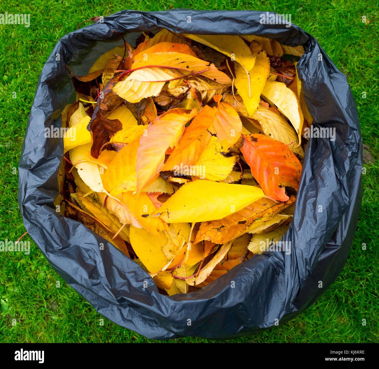 Black plastic bag filled with dead autumn leaves, which will decompose in the bag forming leaf mould a useful garden fertiliZer Stock Photo