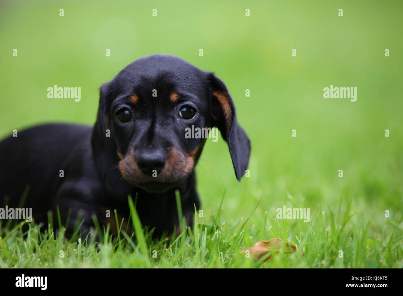 Smoothhaired Miniature Dachshund Puppy in the grass looking at the