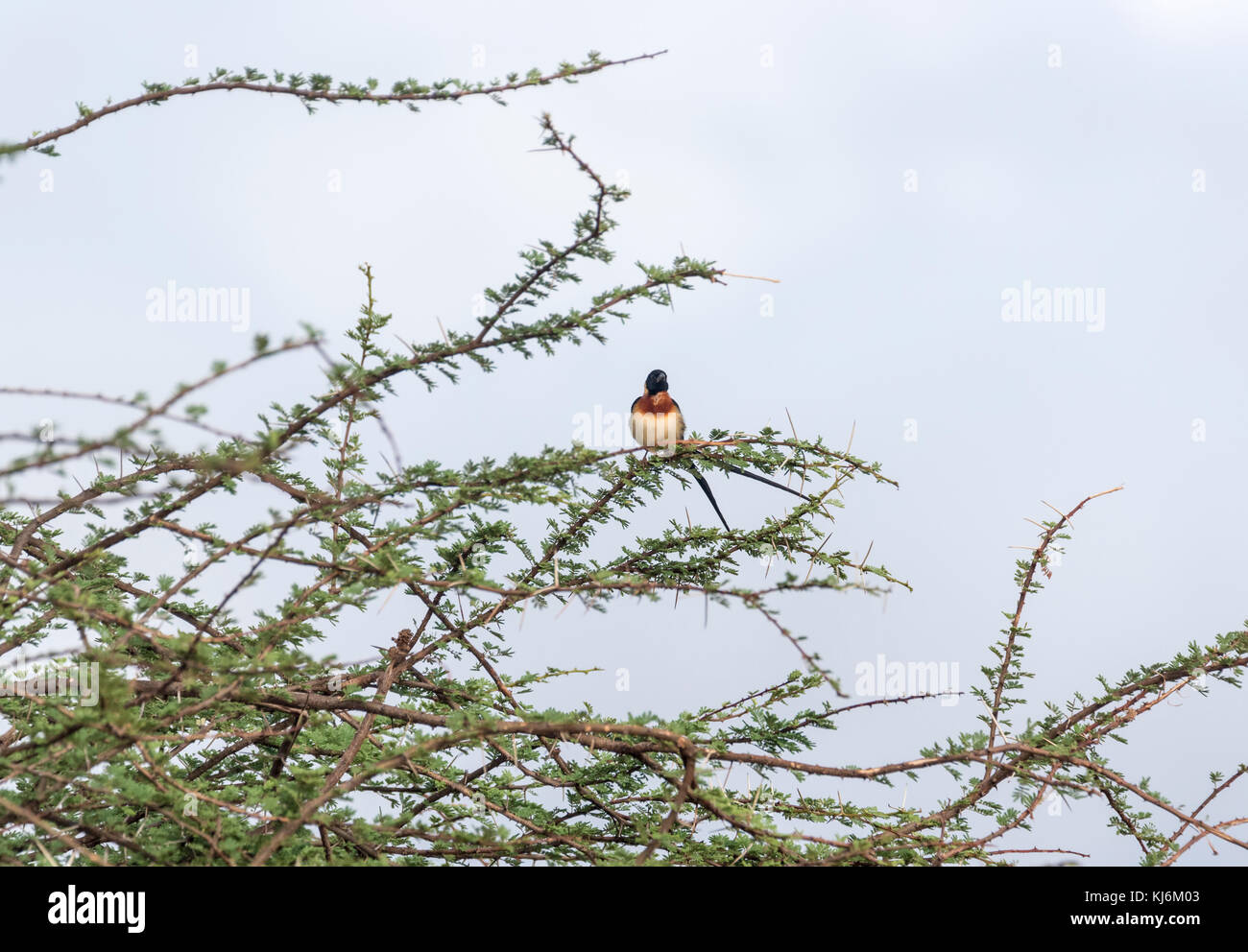 An Eastern ParadiseWhydah (Vidua paradisaea) perched in a tree Stock