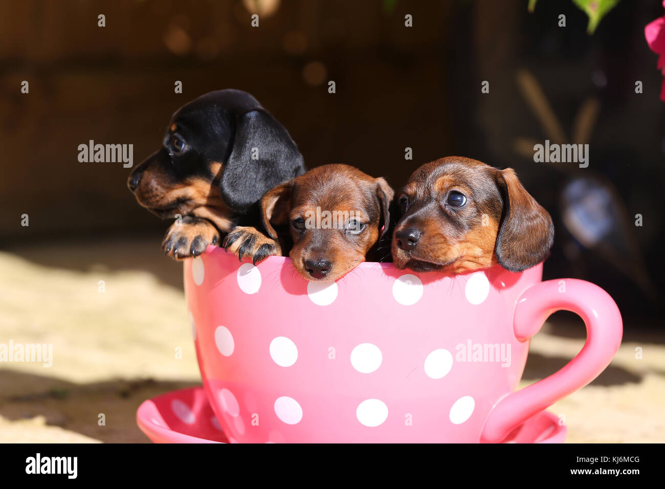 Smooth-haired Miniature Dachshund Puppies sitting together in pink and white spotted tea cup Stock Photo