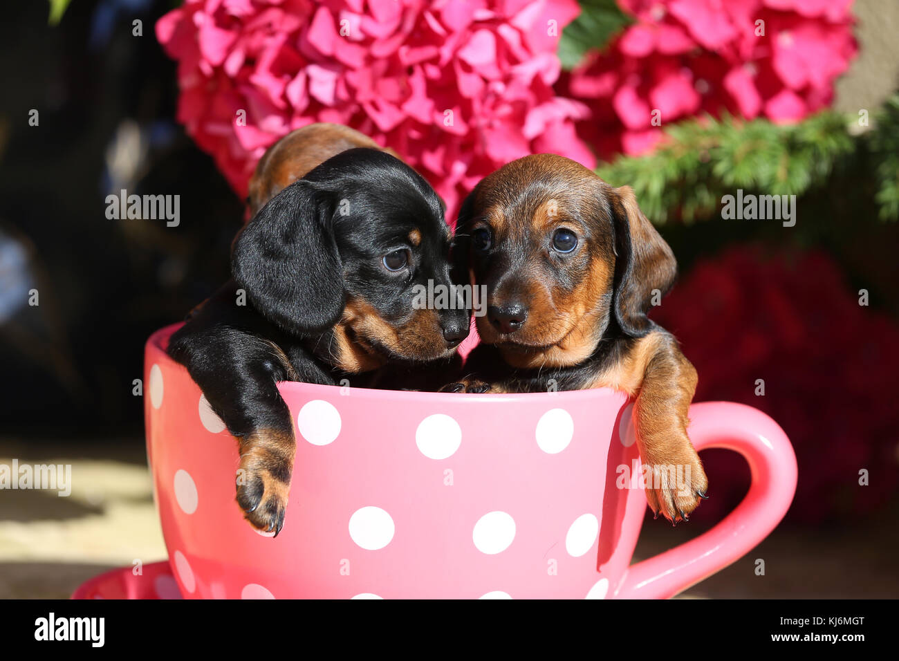 Smooth Haired Miniature Dachshund Puppies Stock Photo 166104984