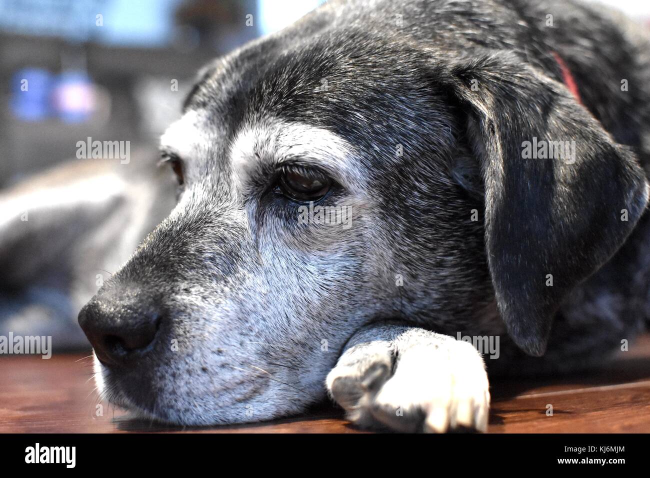 labrador dog laying down Stock Photo