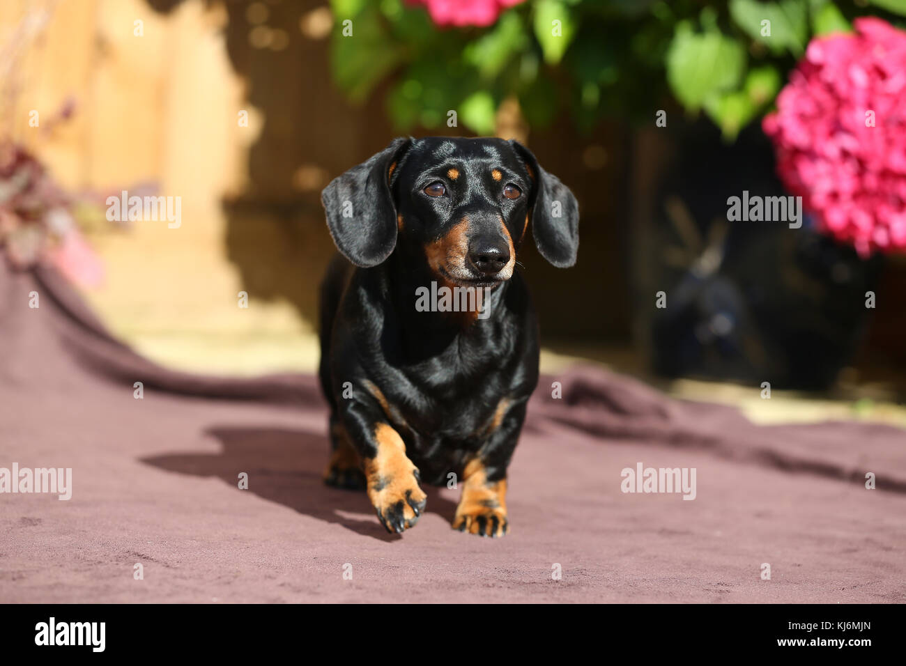 Smooth Haired Miniature Dachshund Stock Photo 166105037 Alamy