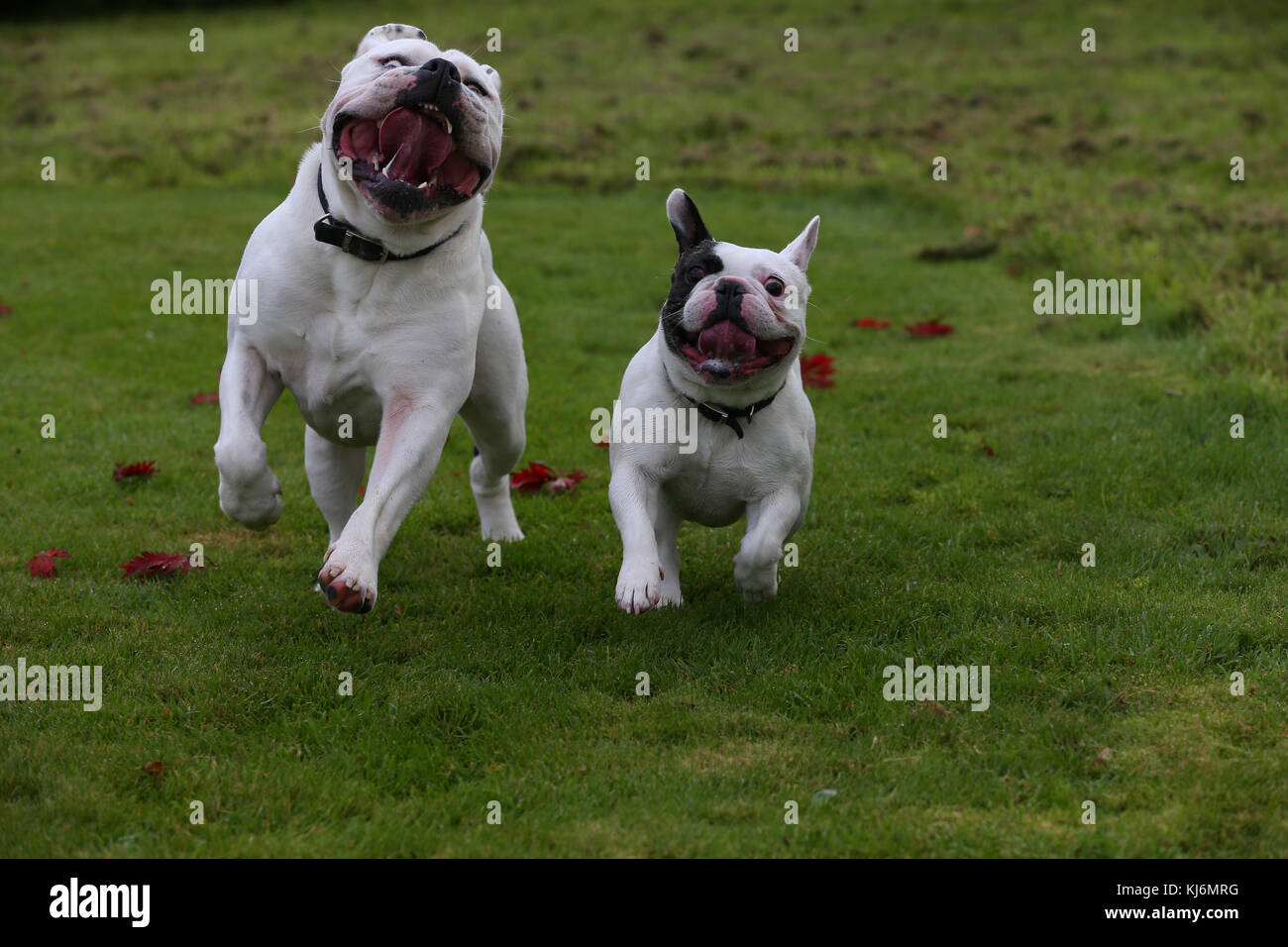 british bulldog and french bulldog
