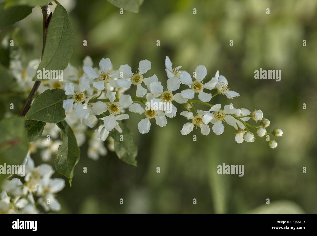 Bird cherry, Prunus padus, in flower in spring. Stock Photo