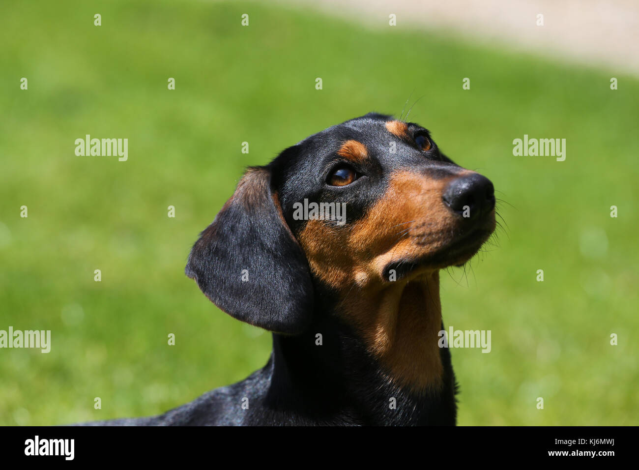 Smooth Haired Miniature Dachshund Stock Photo 166105230 Alamy