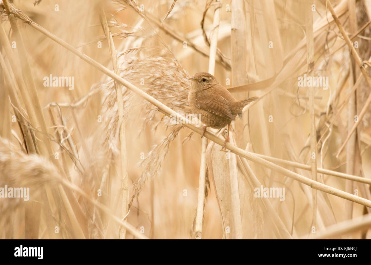 Wren in the Golden reeds Stock Photo