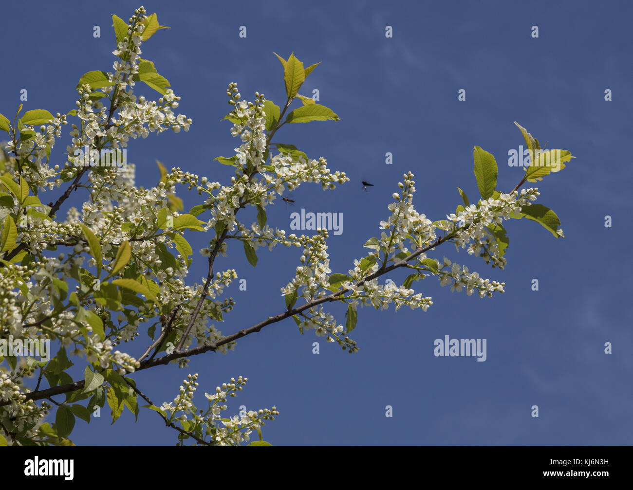 Bird cherry, Prunus padus, in flower in spring. Stock Photo
