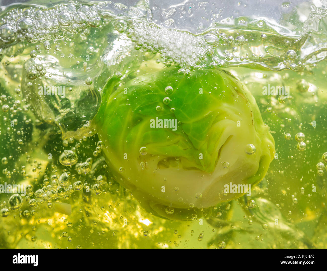 Brussels sprouts, brassica oleracea, cooking in a pot of boiling water. Stock Photo