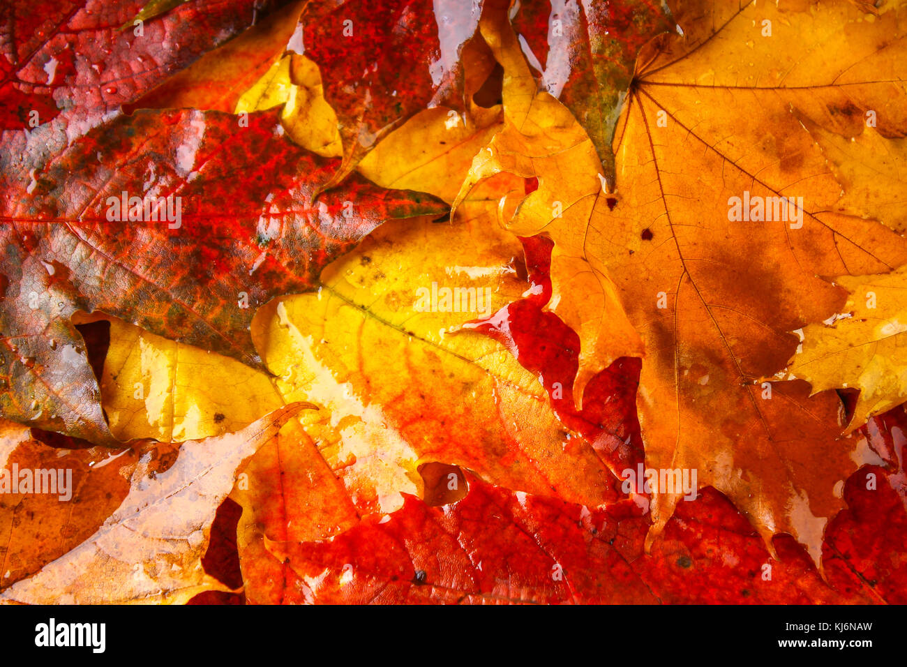 Yellow and orange autumn background with maple leaves Stock Photo - Alamy