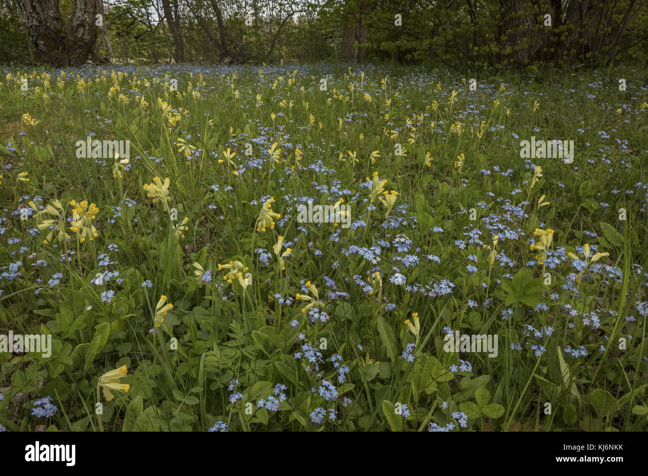 Wood Forget-me-not, Myosotis sylvatica  and Cowslips, Primula veris, in flowery meadow; Estonia. Stock Photo