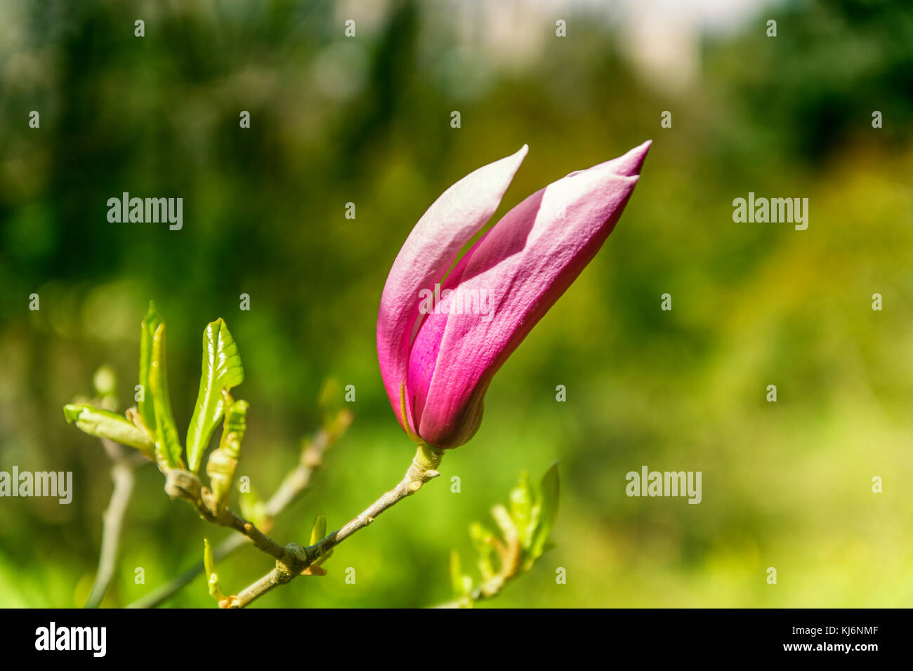 Bud of pink magnolia Stock Photo Alamy