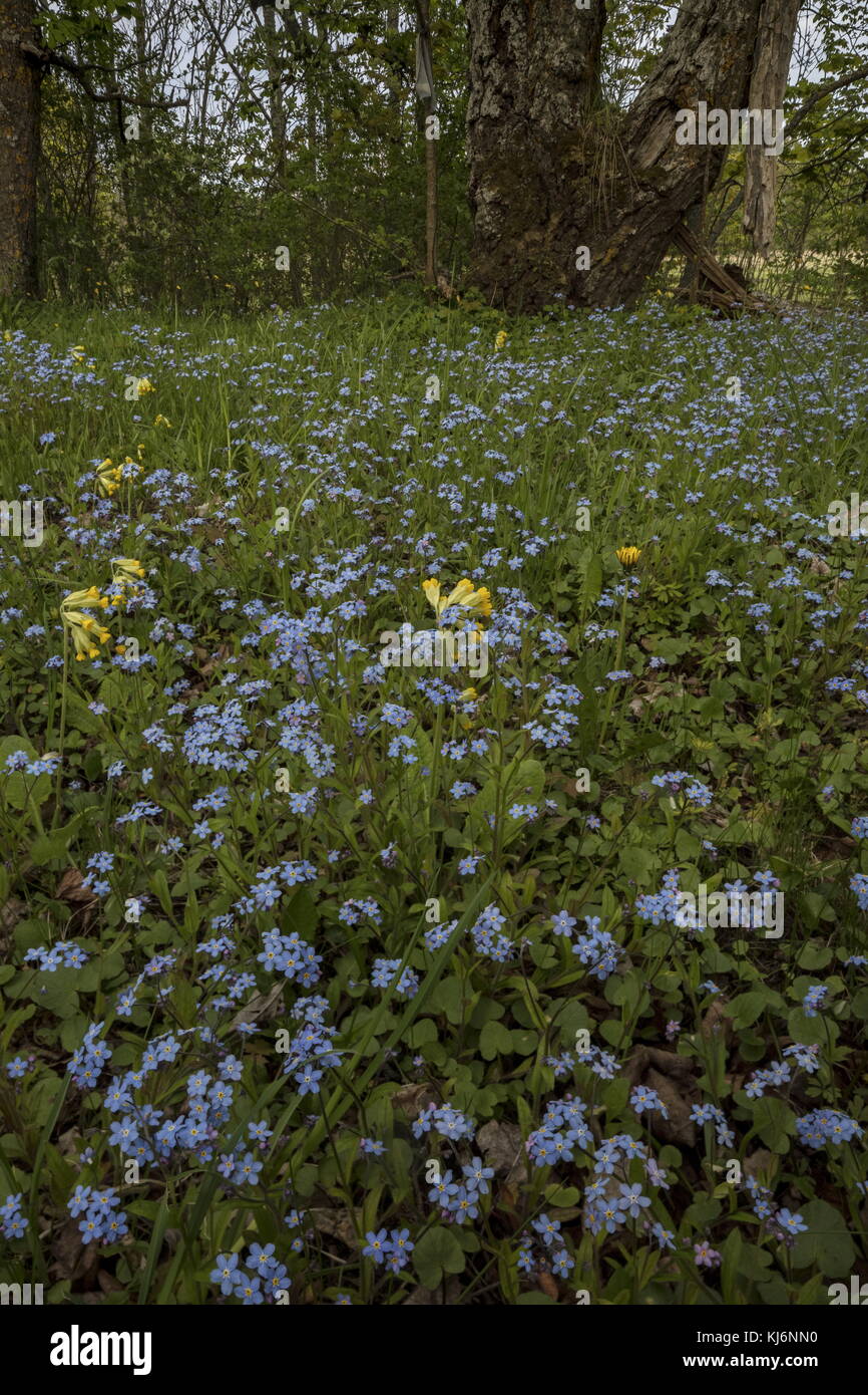 Wood Forget-me-not, Myosotis sylvatica  and Cowslips, Primula veris, in flowery meadow; Estonia. Stock Photo