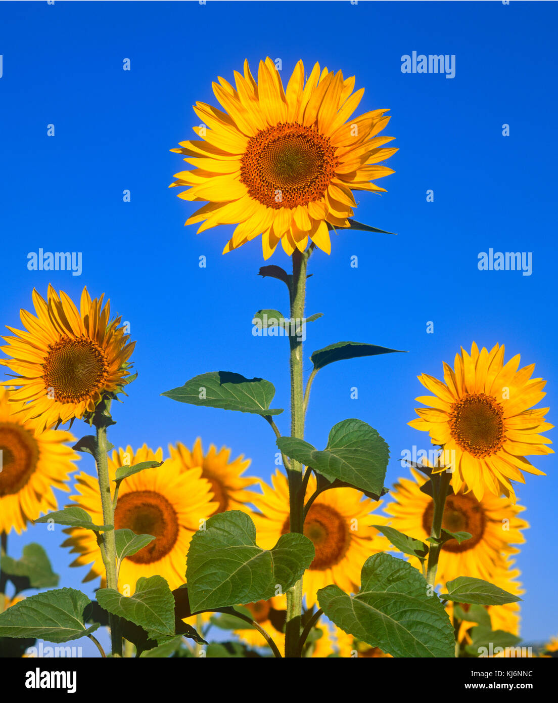 Sunflowers in Provence, France Stock Photo Alamy