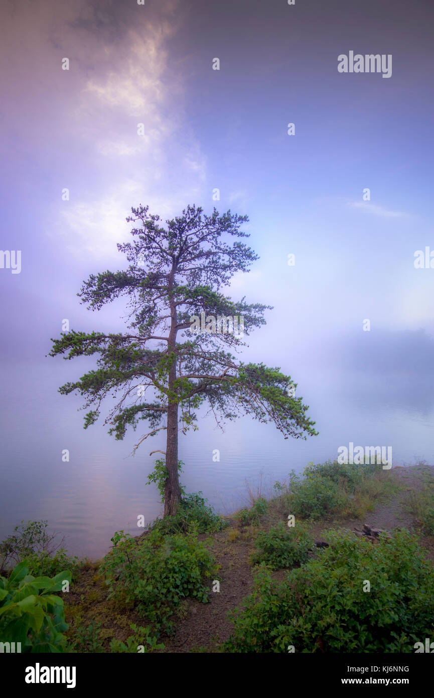 Lone Tree On Foggy Shore Of Lake Stock Photo