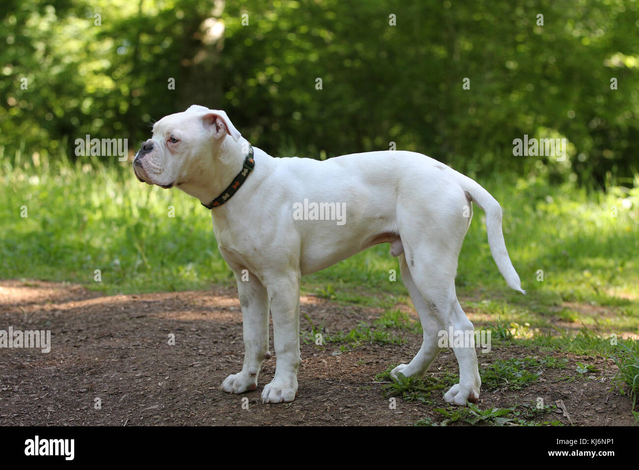 old tyme bulldog blue