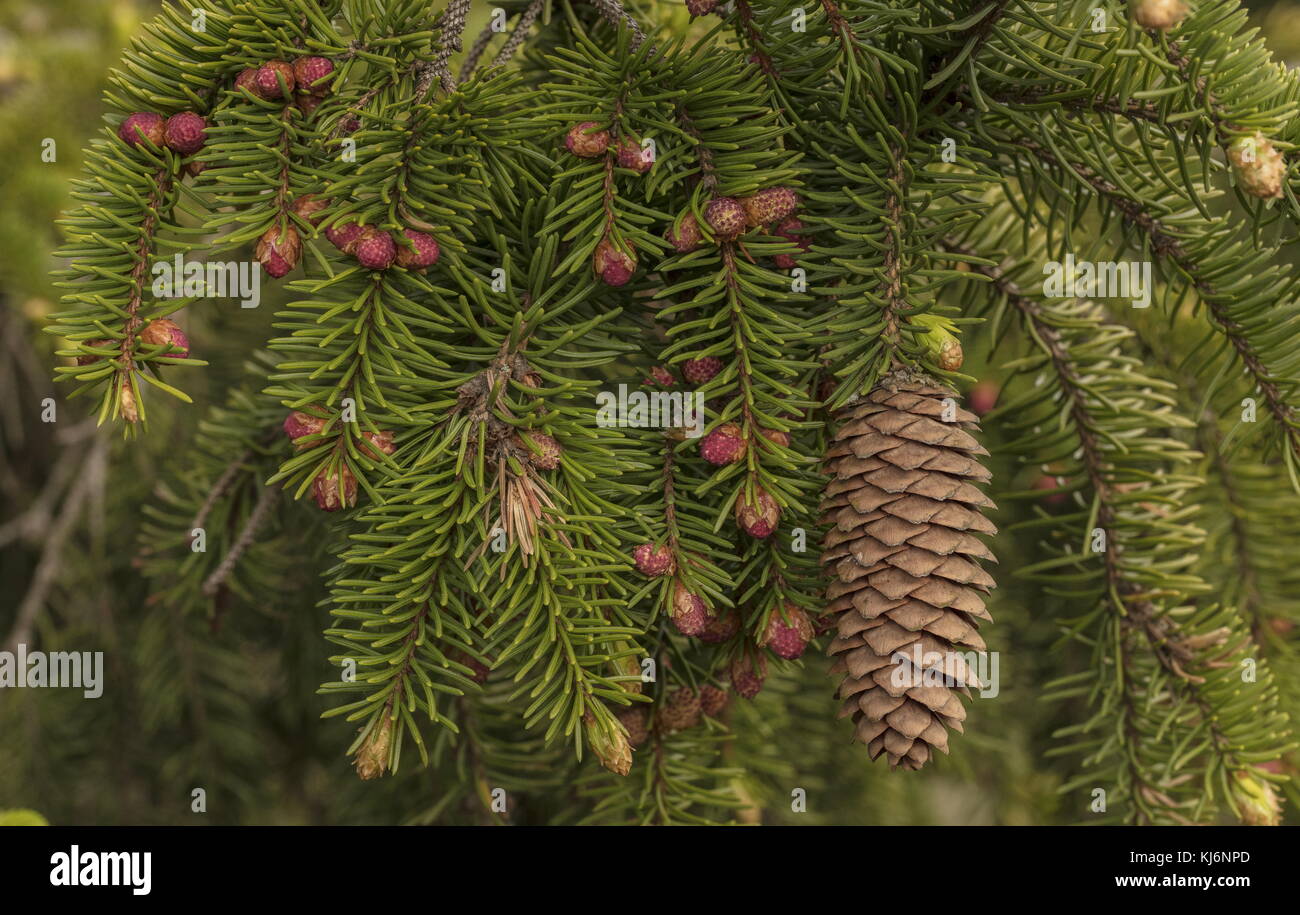Male and Female cones of Norway Spruce, Picea abies, with foliage. Stock Photo