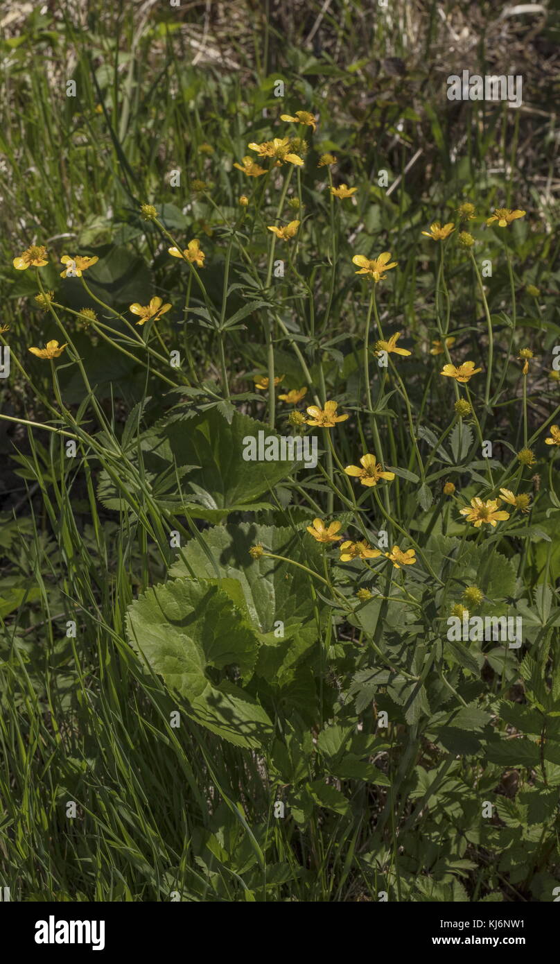 Kashubian Buttercups, Ranunculus cassubicus, in flower in spring, Estonia. Stock Photo