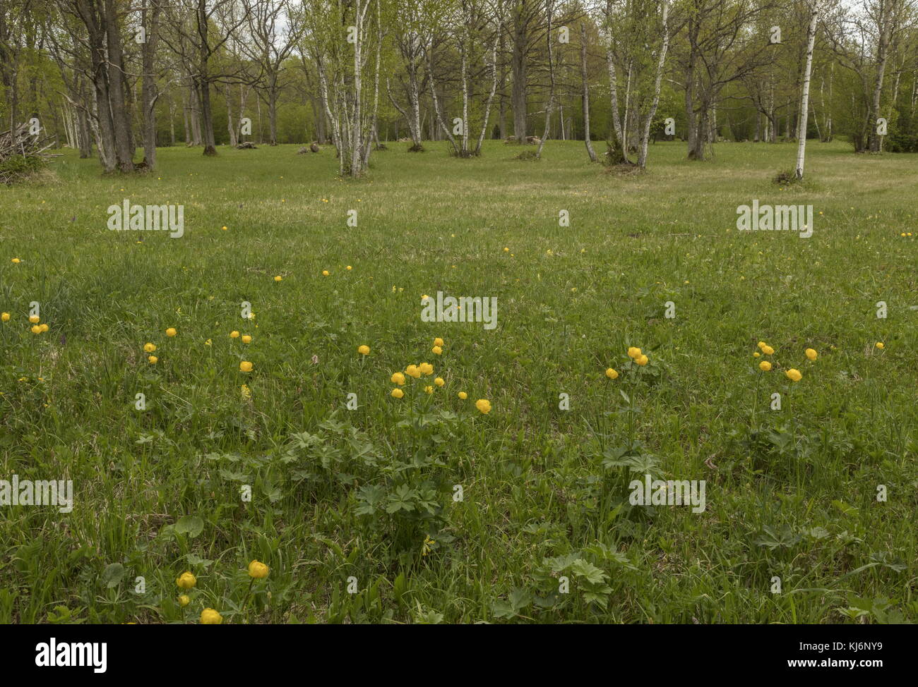Globe flowers, Trollius europaeus, in large wooded meadow at Nedrema, Estonia. Stock Photo