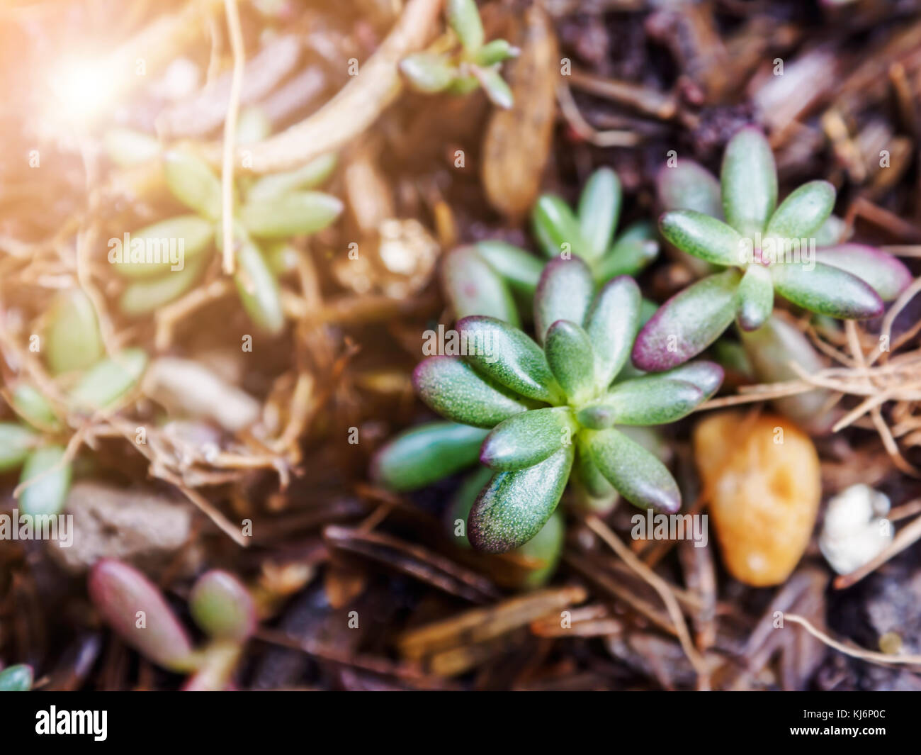 Succulent plant. Sedum rubrotinctum. Stock Photo