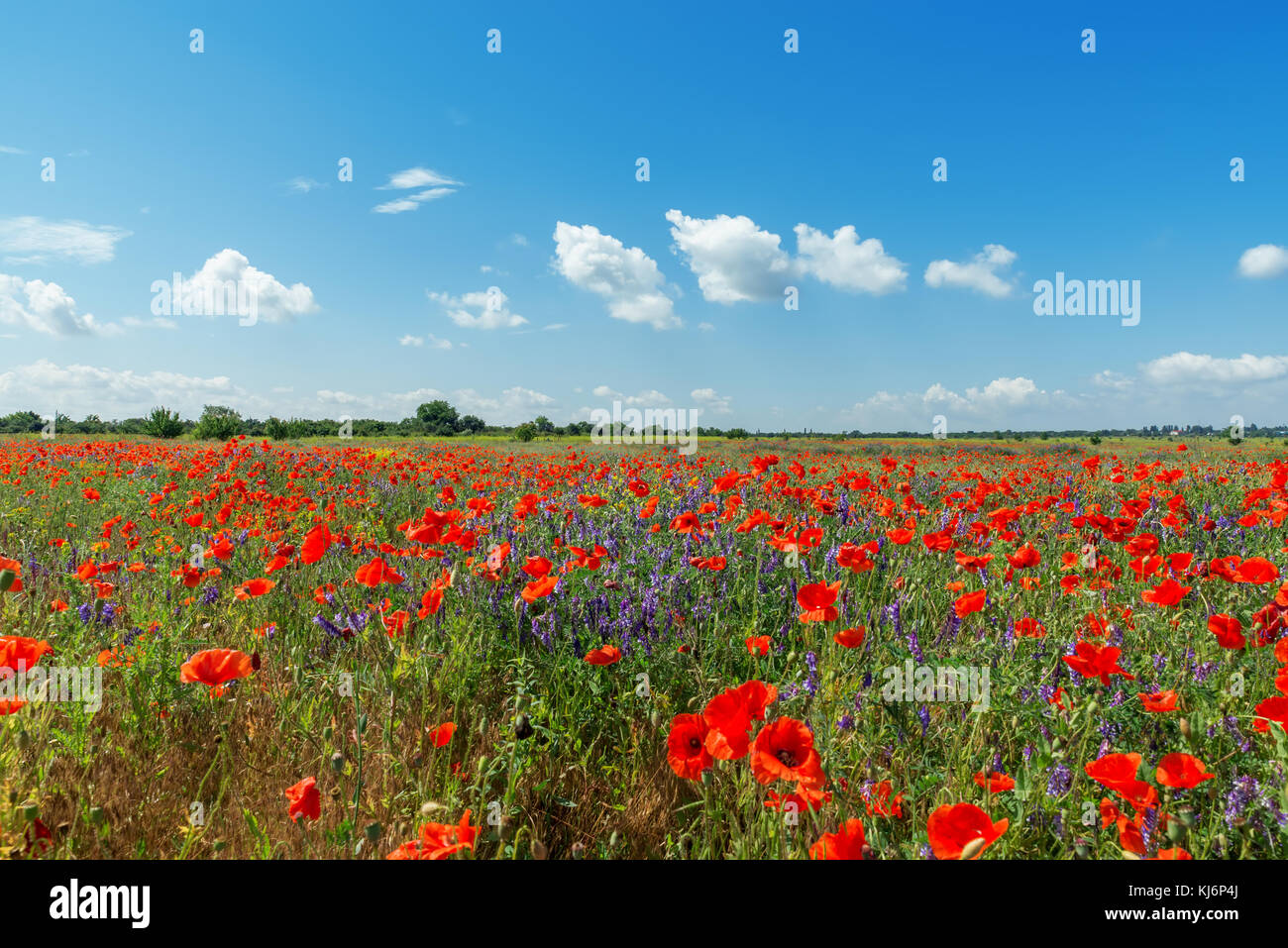 red poppies field and blue sky with clouds Stock Photo - Alamy
