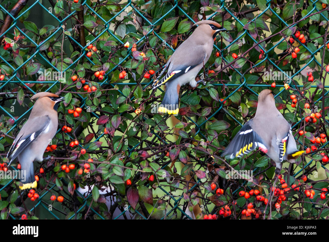 Waxwings in Alness, Ross shire, Scotland, United Kingdom Stock Photo