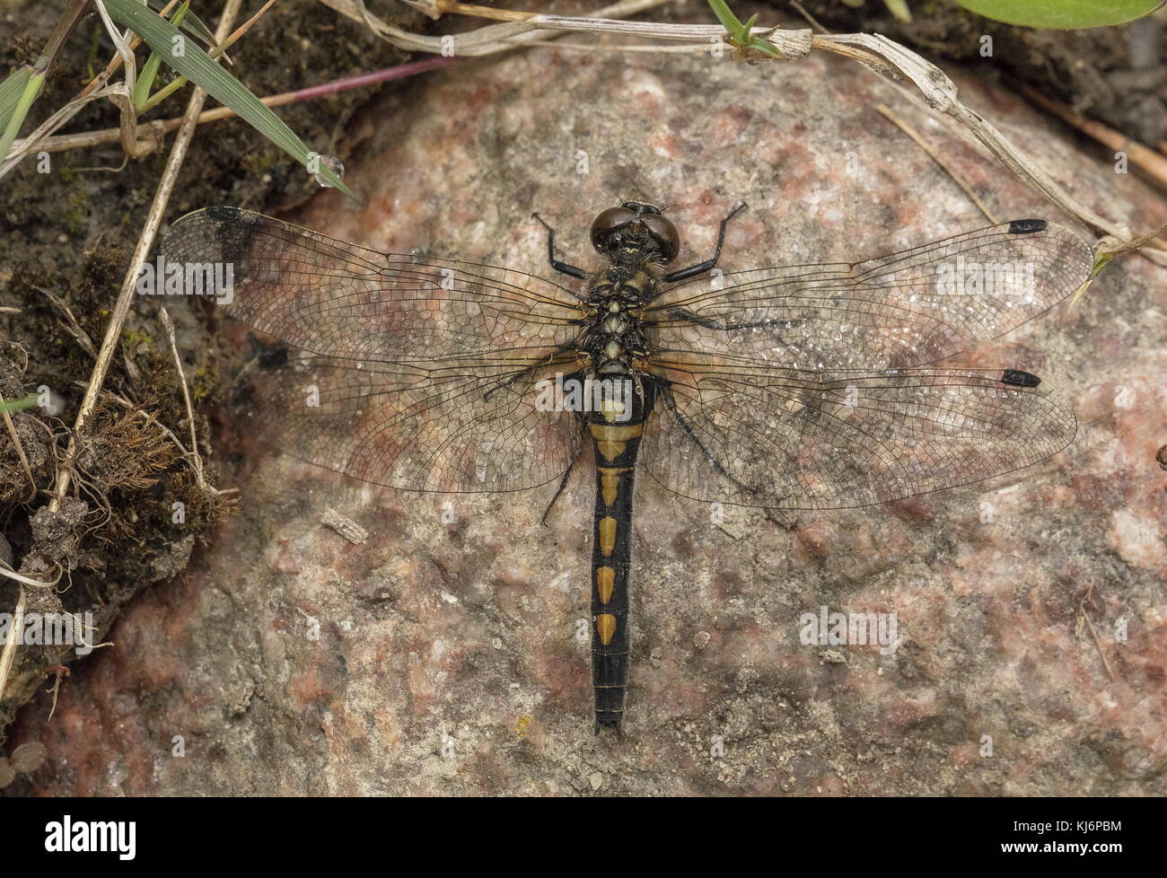 Female Northern White-faced Darter, Leucorrhinia rubicunda, settled on rock in cool damp weather. Estonia. Stock Photo