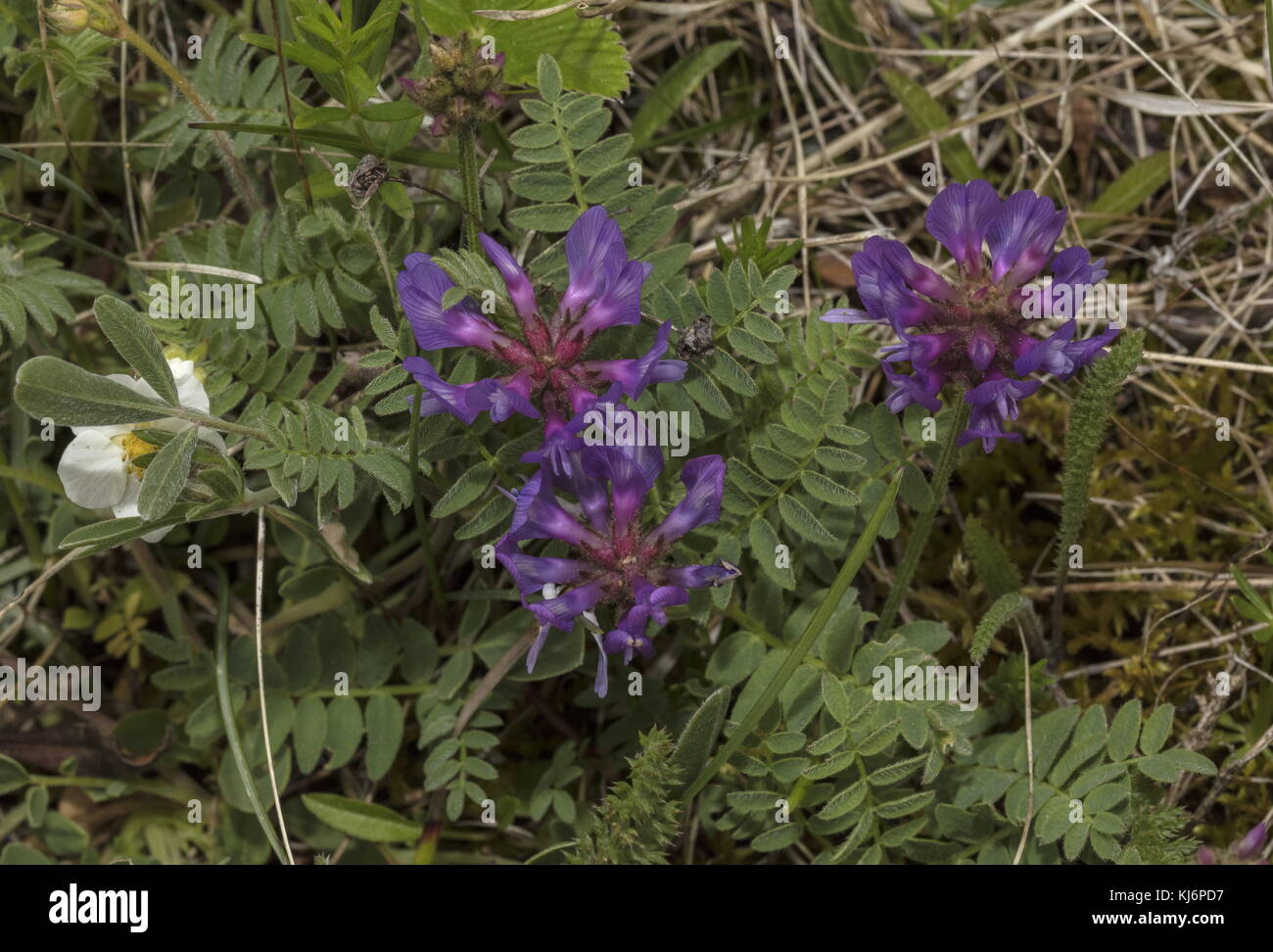 Purple milk vetch astragalus danicus flowering hires stock photography