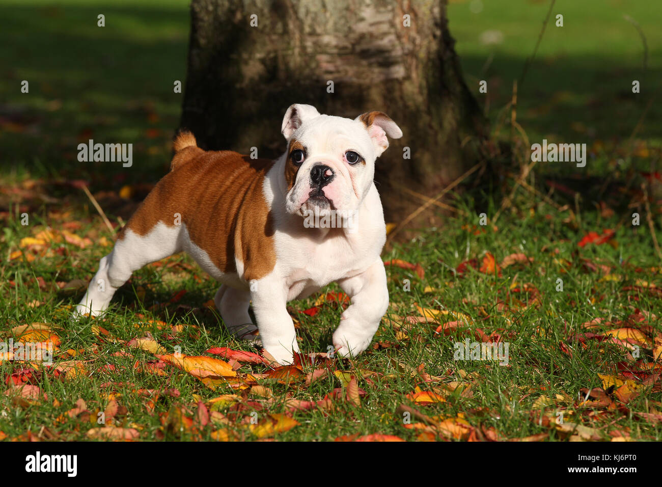 British Bulldog Puppy Stock Photo Alamy